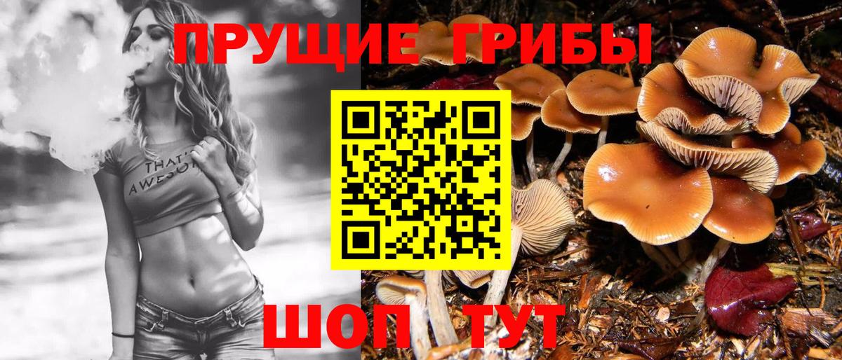 Псилоцибиновые грибы Psilocybe Кириши